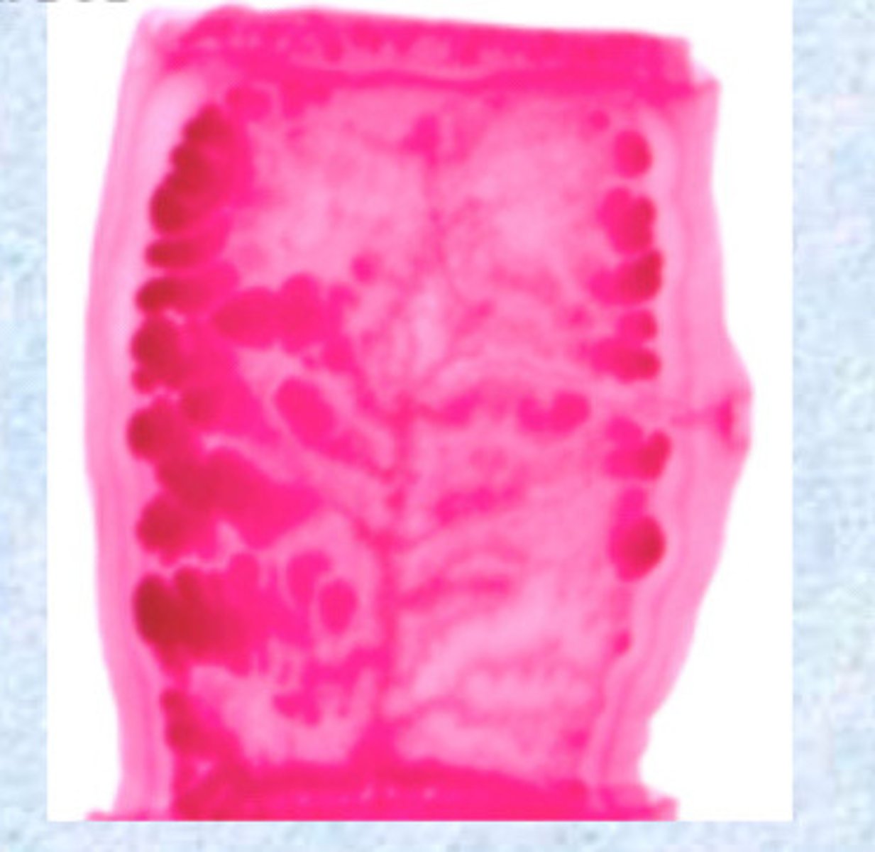 knowt flashcard image