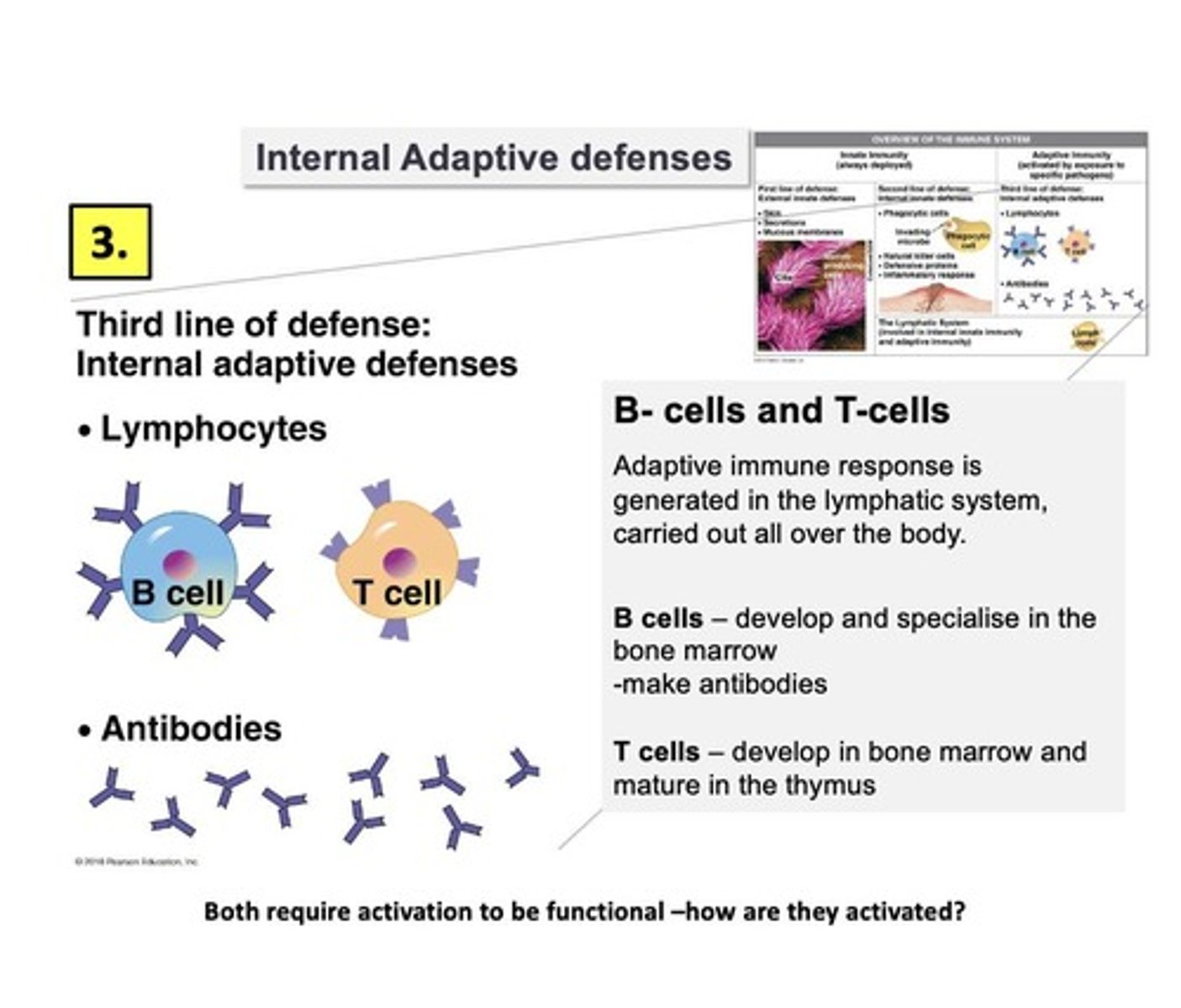 <p>defenses against specific antigens, has memory of prior antigen encounters, response is highly specific/effective but slower</p>