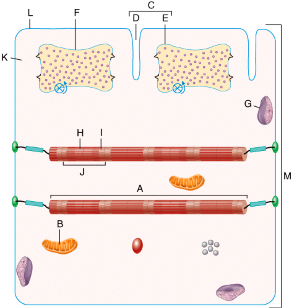 <p><span>In the diagram, where would you find stored Ca</span><sup>2+</sup><span>?</span></p>