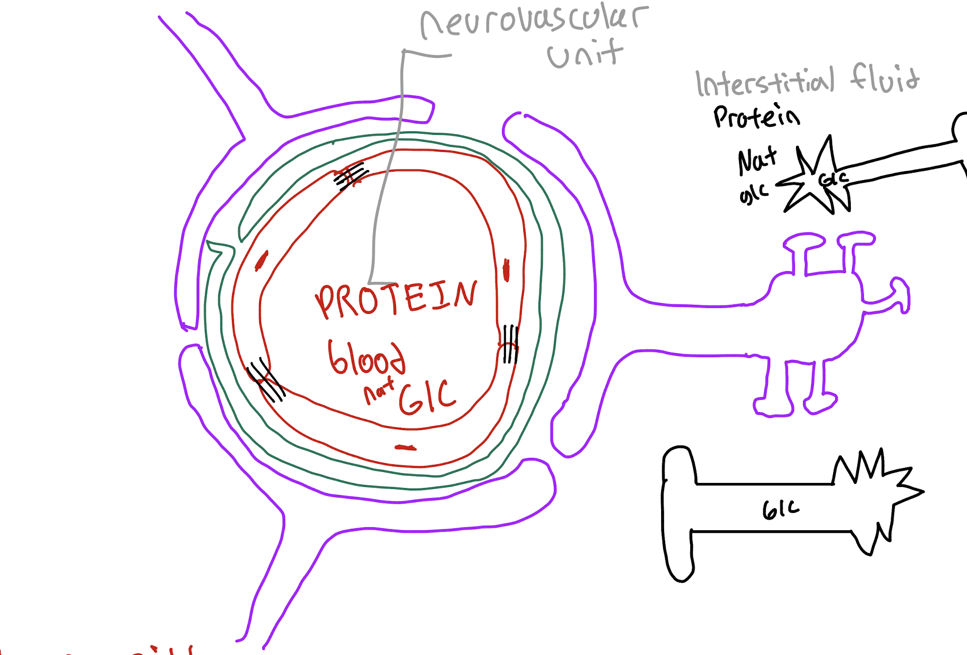 <p>What Three cells/Structures make up the Neuromuscular unit (BBB)</p>