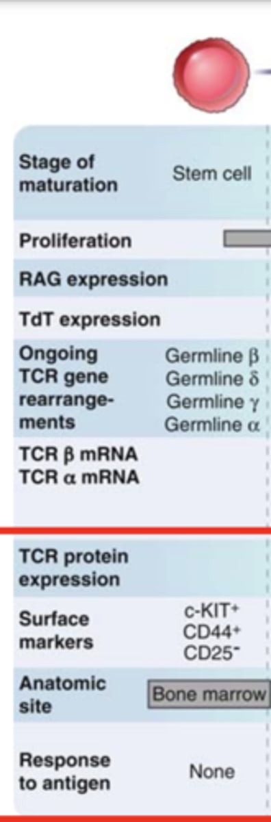 <p>- C-KIT+</p><p><strong>- CD44+</strong></p><p>- CD25-</p>