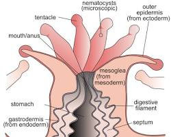 <p>Polyps</p>