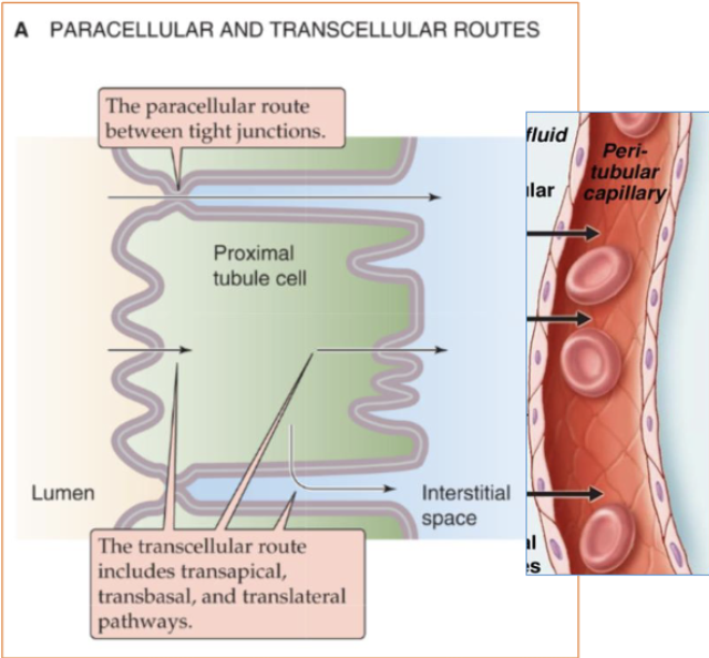 <p>Na+ and Cl- move by an extracellular route, through the tight junctions between cells</p>