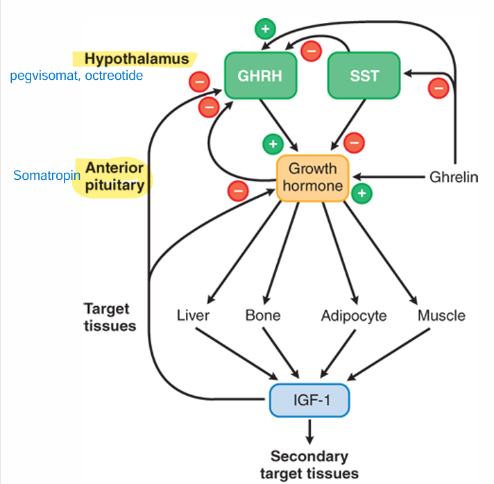 <p><strong>Acromegaly </strong>- disease caused by pituitary adenoma increasing:<br>Growth hormone = somatotropic hormone (<strong>STH</strong>), somatomedin, insulin like growth factor, IGF-1.</p><p><strong>Hyperprolactinemia </strong>(prolactin hypersecretion) → galactorrhoea, menstrual cycle disturbances, infertility, tumor</p><p><strong>Turner syndrome</strong> - Growth hormone deficency, change in number of chromosomes for females affecting height and sexual development.</p><p class="has-focus"></p><p class="has-focus is-empty">OBS</p><p class="has-focus">Somatotropin -growth hormone</p><p class="has-focus">Somatropin - Medicin releasing growth hormone</p><p class="has-focus">Somatostatin = growth hormone release inhibitory hormone</p>