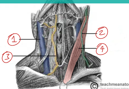 <p>Label this diagram of the veins in the neck.</p>