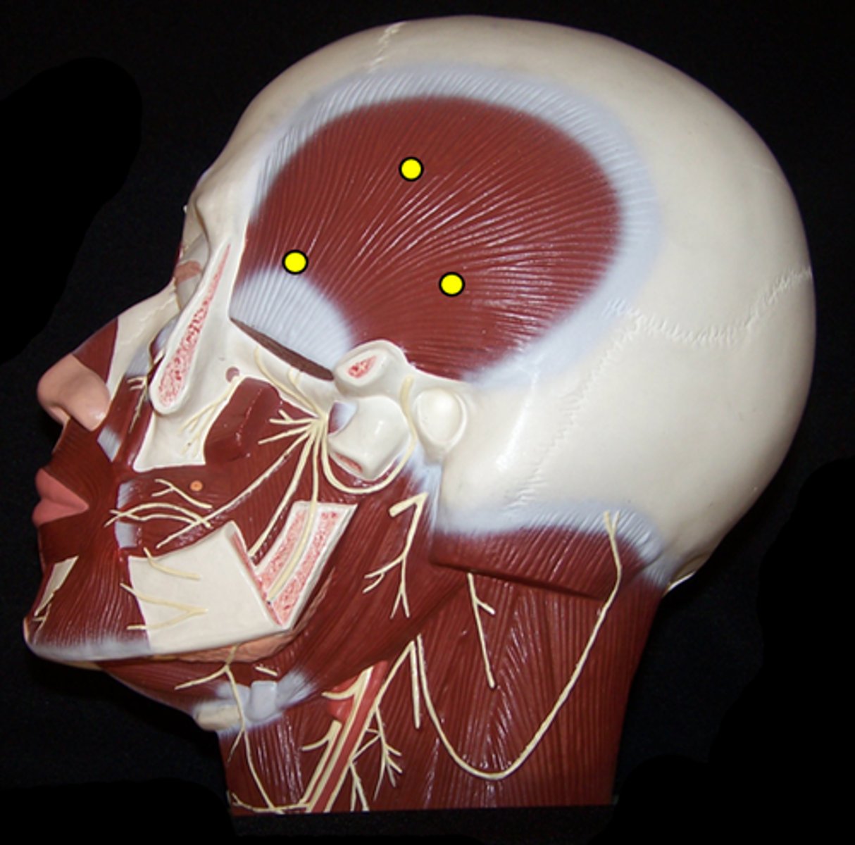 knowt flashcard image