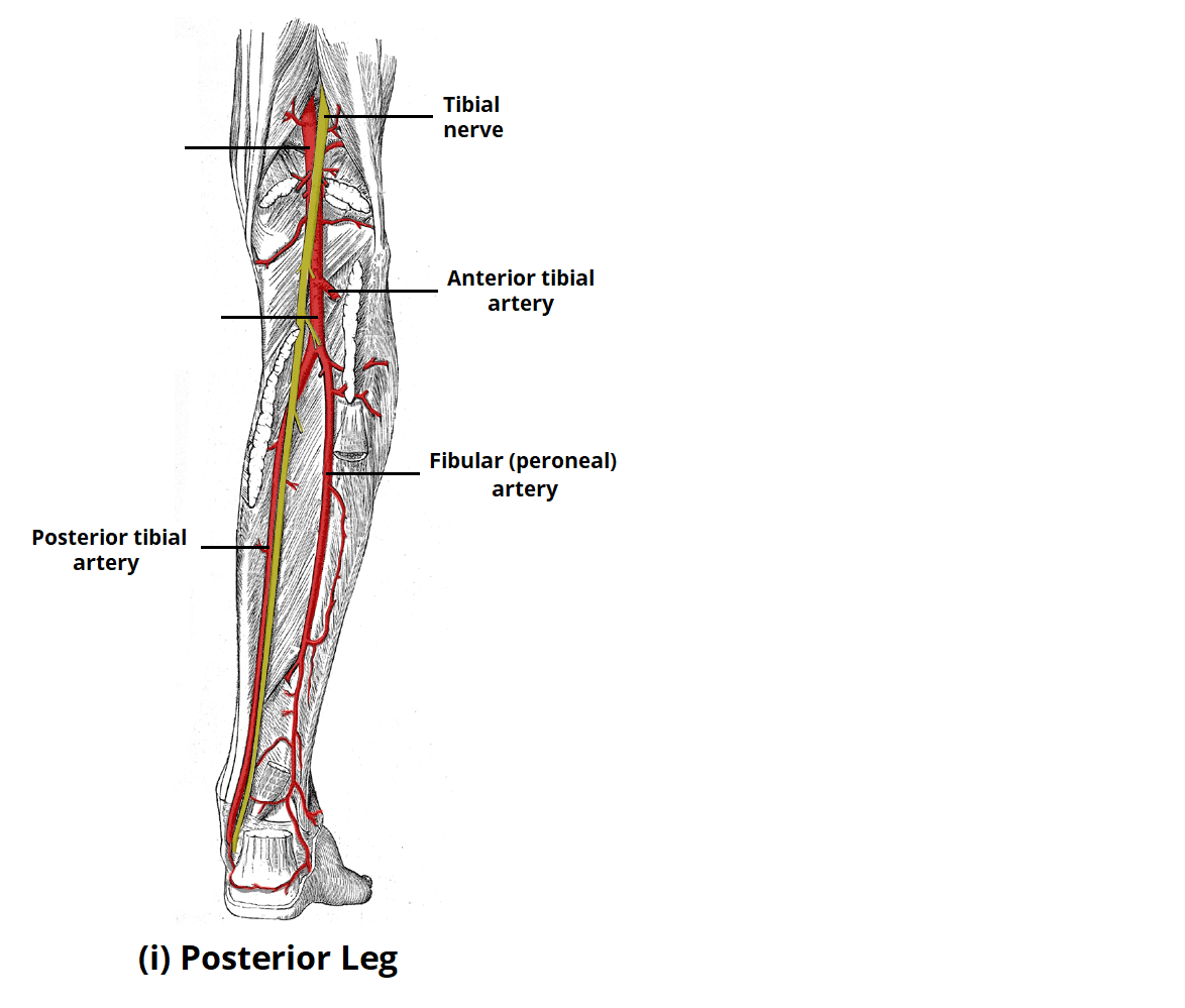 <ul><li><p>posterior</p><ul><li><p>posterior tibial artery</p></li><li><p>fibular artery</p></li></ul></li><li><p>anterior</p><ul><li><p>anterior tibial artery</p></li></ul></li></ul><p></p>