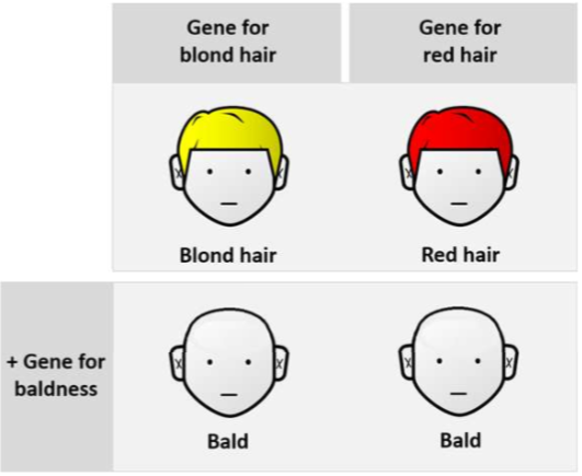 <p>When phenotypic expression of a gene is altered by another, separate gene (in the example, the baldness gene is epistatic to the hair color gene)</p>