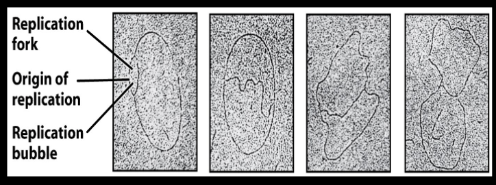 <ul><li><p>In replication, bubble forms and its bidirectional and need to split from one another </p></li></ul><p></p>