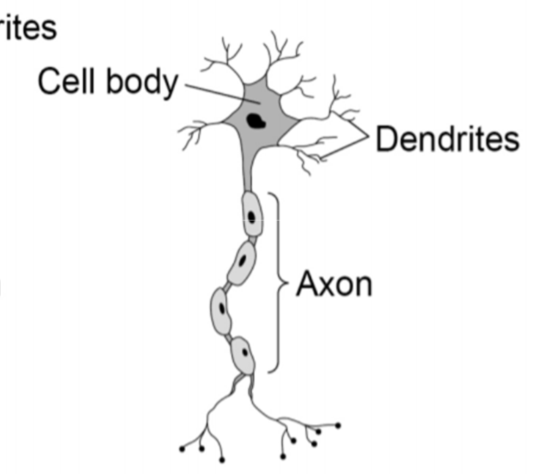 <p>connect CNS to effectors e.g. muscles and glands. have short dendrites and long axons </p>