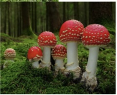 <p>Basidiomycota</p>