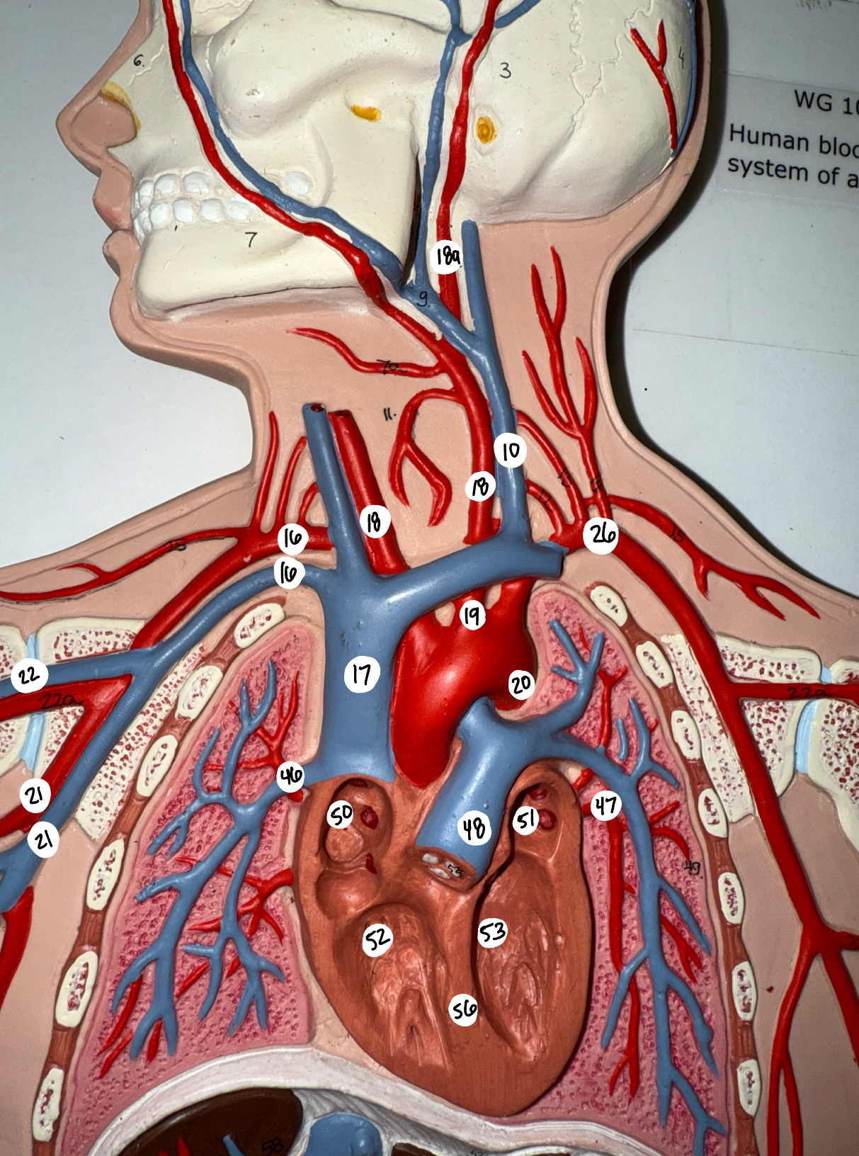 <p>16; 26; 21; 22</p>