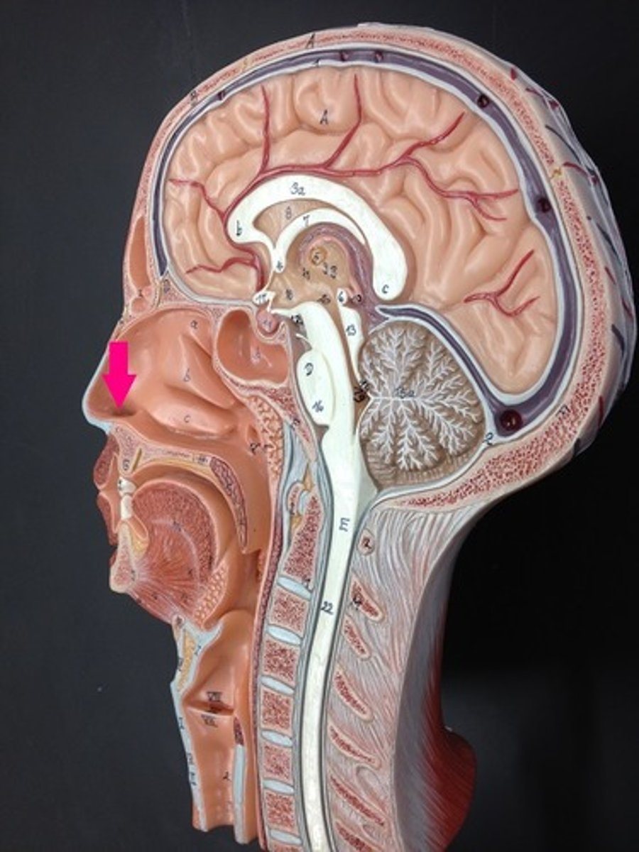 <p>Identify the openings.</p>