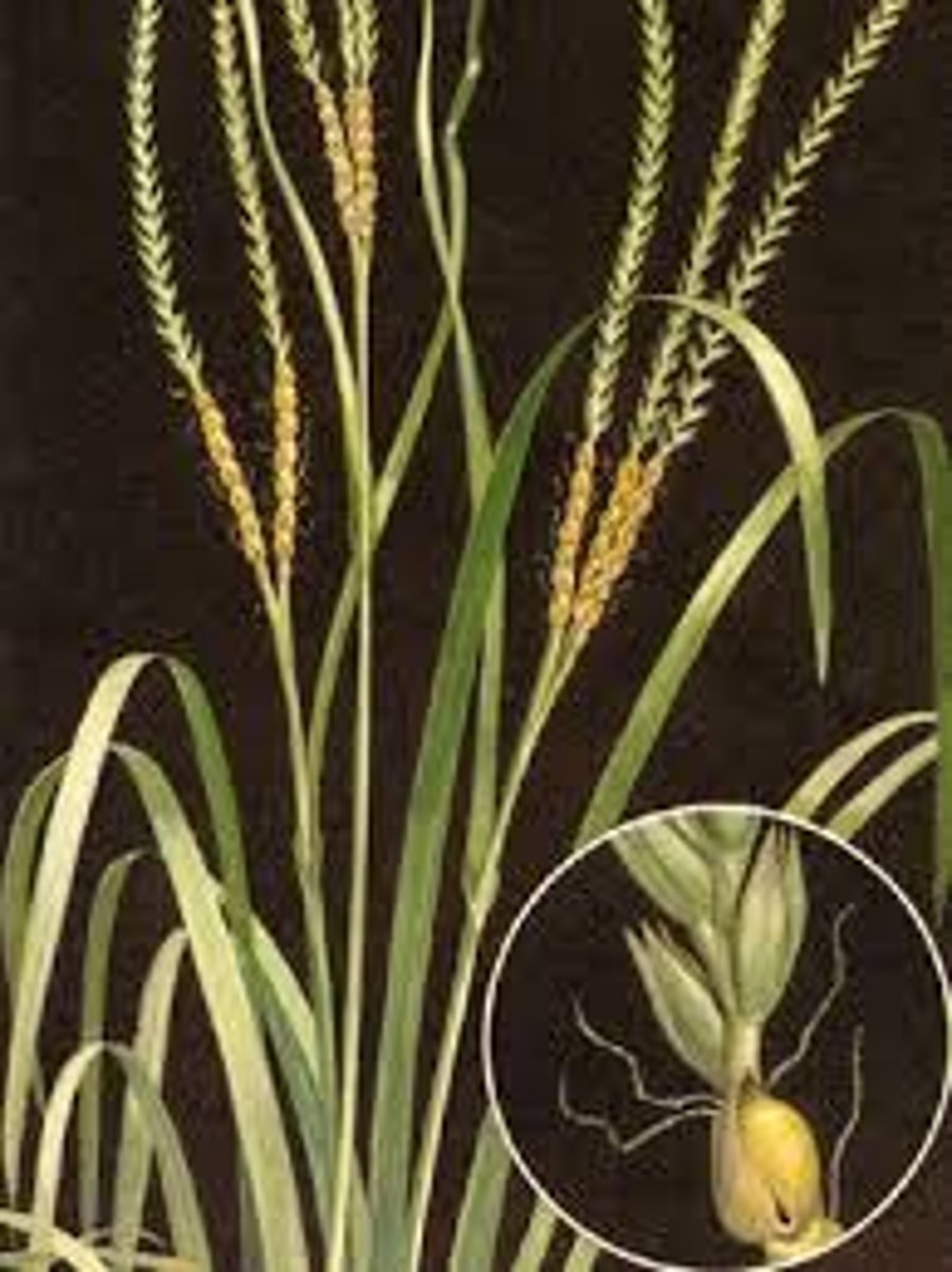 <p>-big clumps of basal leaves at bottom<br>-flowers compressed<br>-male flowers on bottom, female on top stay and produce grain<br>-Dr. Krings likes it</p>