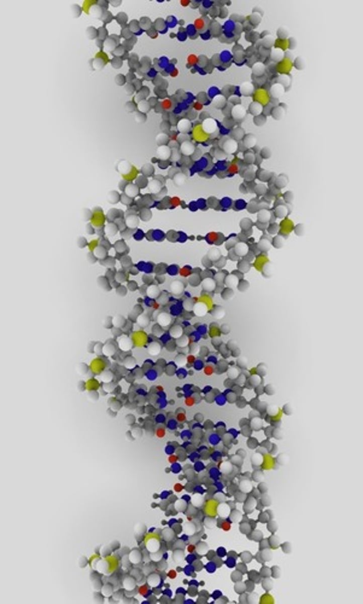 <p>A complex molecule containing the genetic information that makes up the chromosomes.</p>