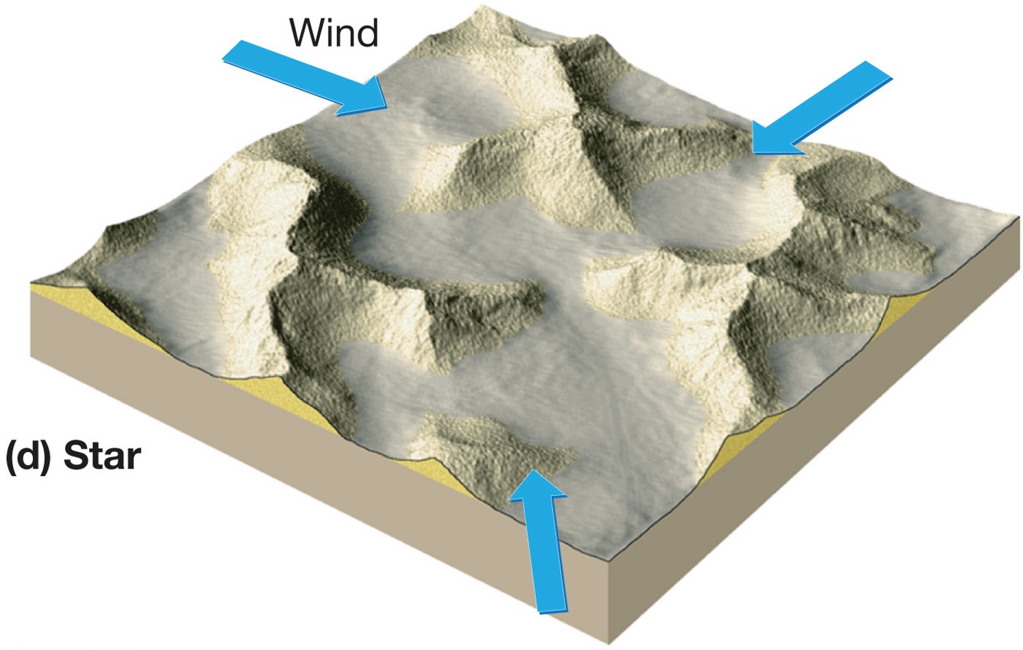 <p><span>Star-shaped due to wind blowing in from all directions, </span>form where sand is abundant and vegetation is non-existent</p>
