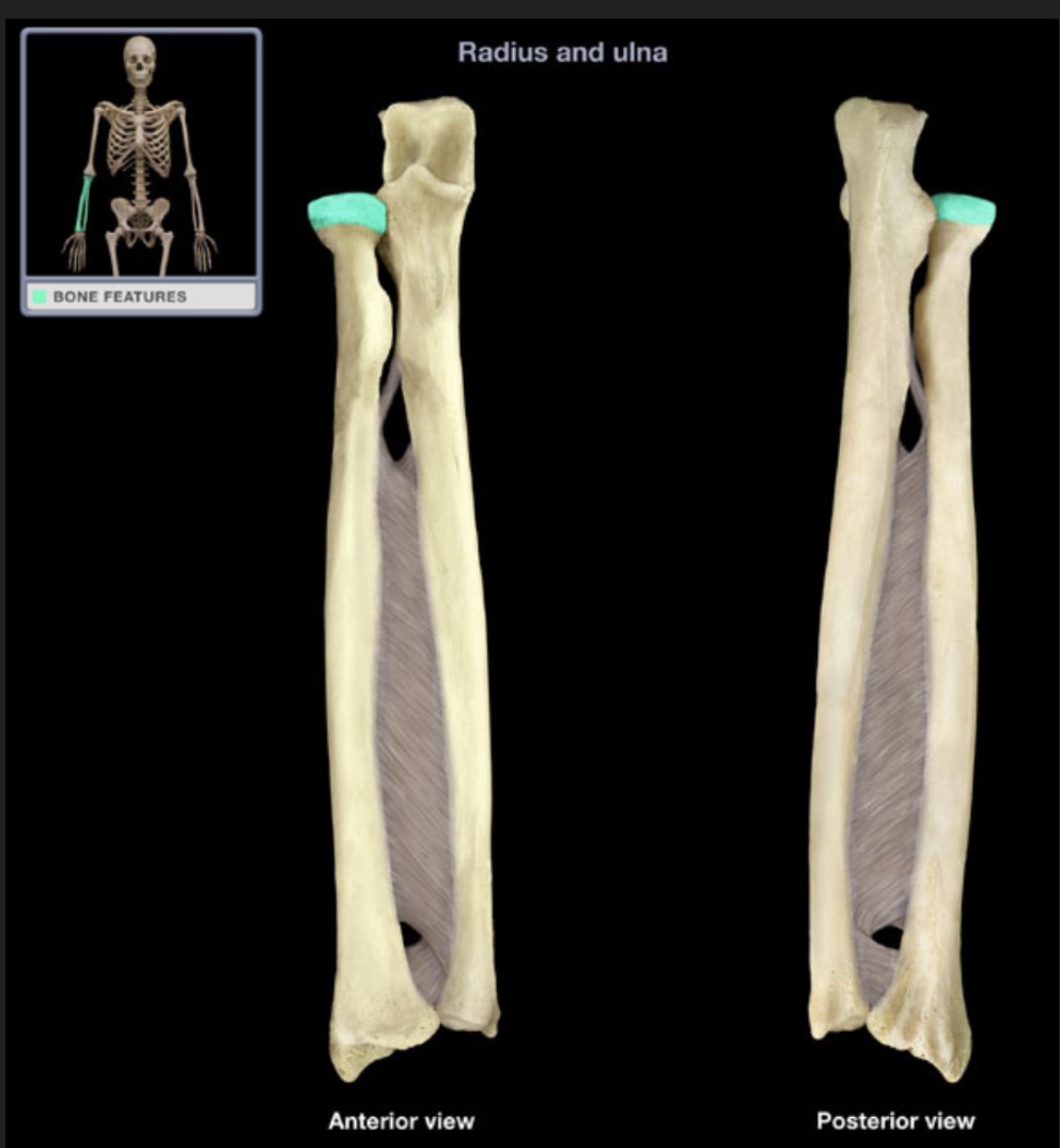 <p><span style="font-family: Arial, sans-serif; color: rgb(45, 59, 69)">knob on the proximal end of radius</span></p>