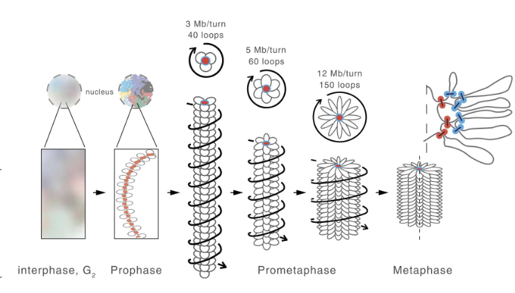 <p>as a series of loops around a central core</p><ul><li><p><strong>condensin II </strong>forms a central scaffold with loops arounf it </p></li><li><p><strong>condensin I</strong> further compacts these loops into clusters of small nested loops</p></li></ul><p>=&gt; achieves a 10,000 fold compaction of chromatin into linearly organized chromosomes </p>