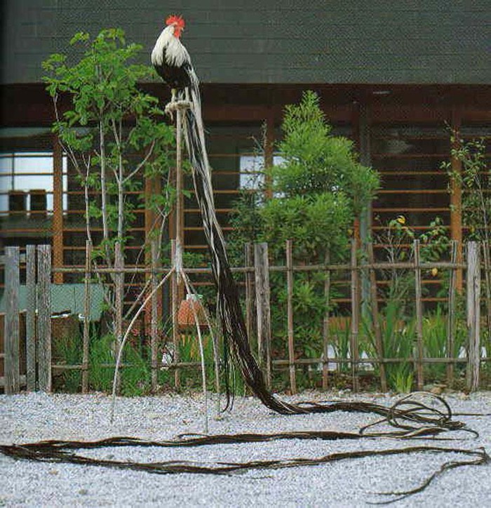 <p>Onagadori (Appearance) </p>