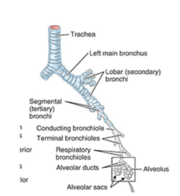 <ul><li><p>Each main bronchi divides into secondary bronchi </p><ul><li><p>Each supplying a specific lobe of lung &amp; dividing into several segmental bronchi to supply the segments</p></li></ul></li><li><p>In each bronchopulmonary segment, the segmental bronchi give rise to multiple divisions — ultimately to bronchioles — which further subdivide &amp; supply the respiratory surfaces </p></li><li><p>Bronchi walls are held open by discontinuous elongated plates of cartilage — not present in bronchioles</p></li></ul>