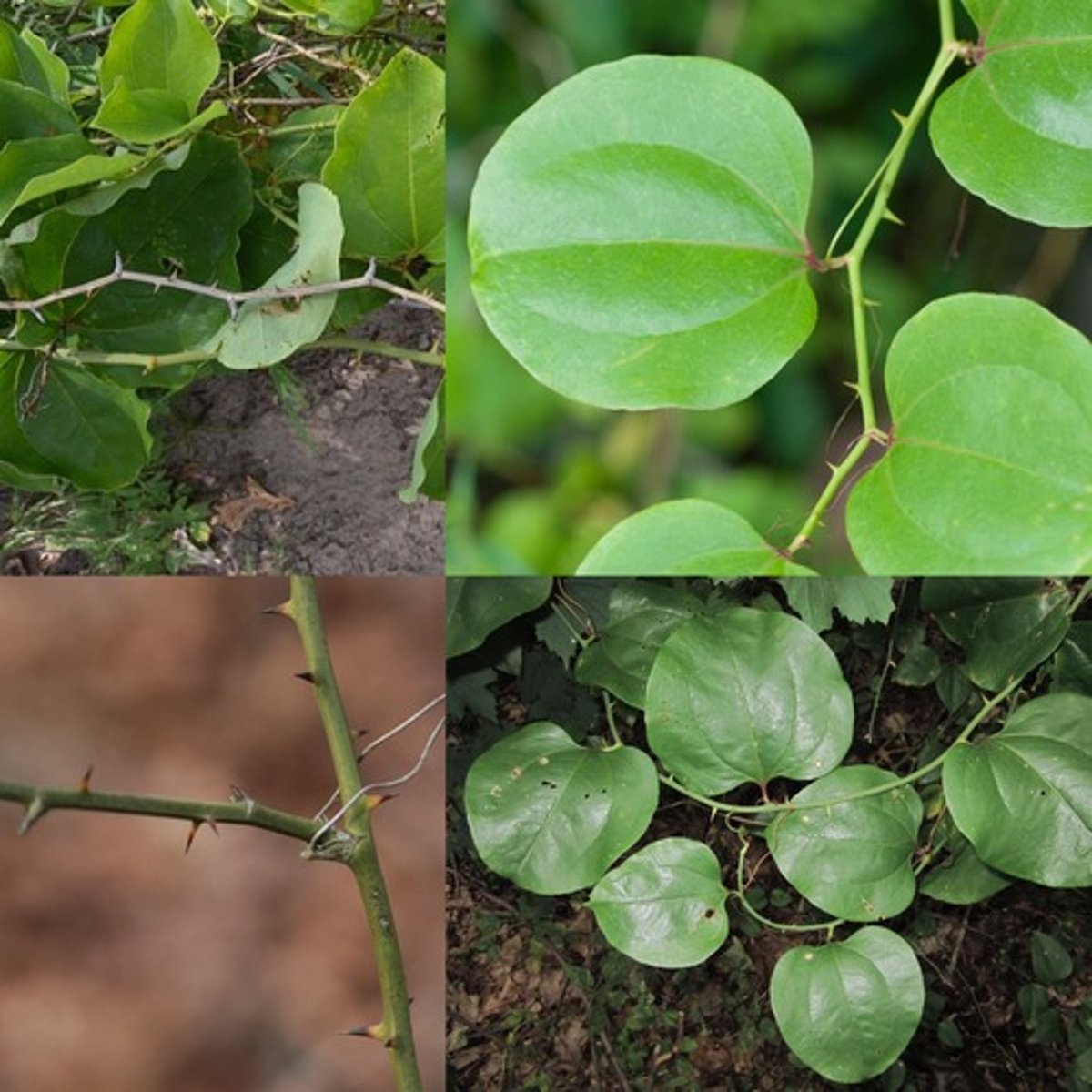 <p>Woody vine with round, leathery leaves and thorns; campus, Jamesburg.</p>
