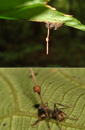<p>CORDYCEPS</p><img src="https://knowt-user-attachments.s3.amazonaws.com/e4df0b69-e987-4732-af06-200145cb19bf.png" data-width="50%" data-align="center" alt="knowt flashcard image"><p></p>