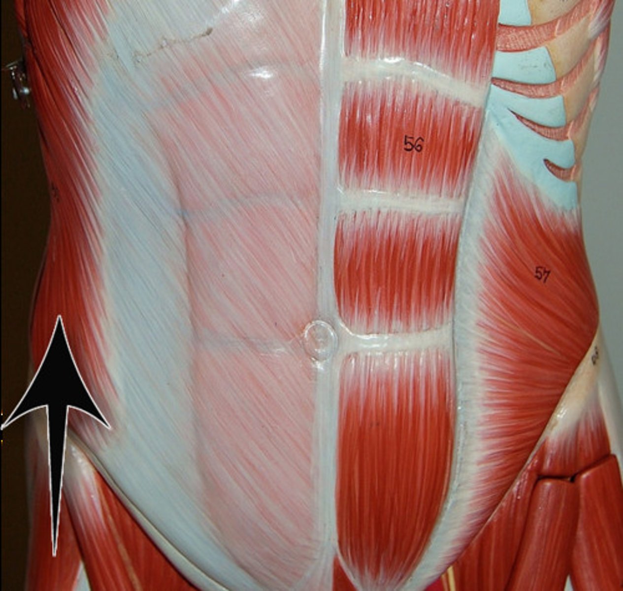 <p>flexes and rotates vertebral column</p>