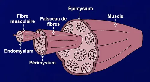 <p>collagène de type 3</p><p>épi→péri→endo (en soit, c’est de la logik)</p>
