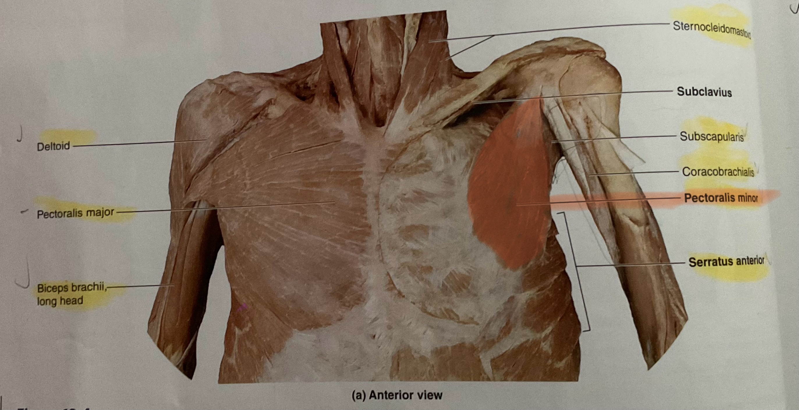 <p>Action: Depress scapula</p>
