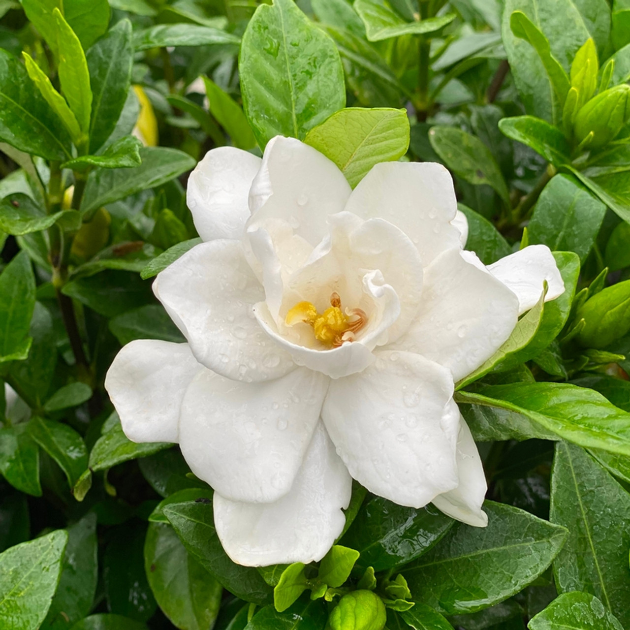 <p>Gardenia</p>