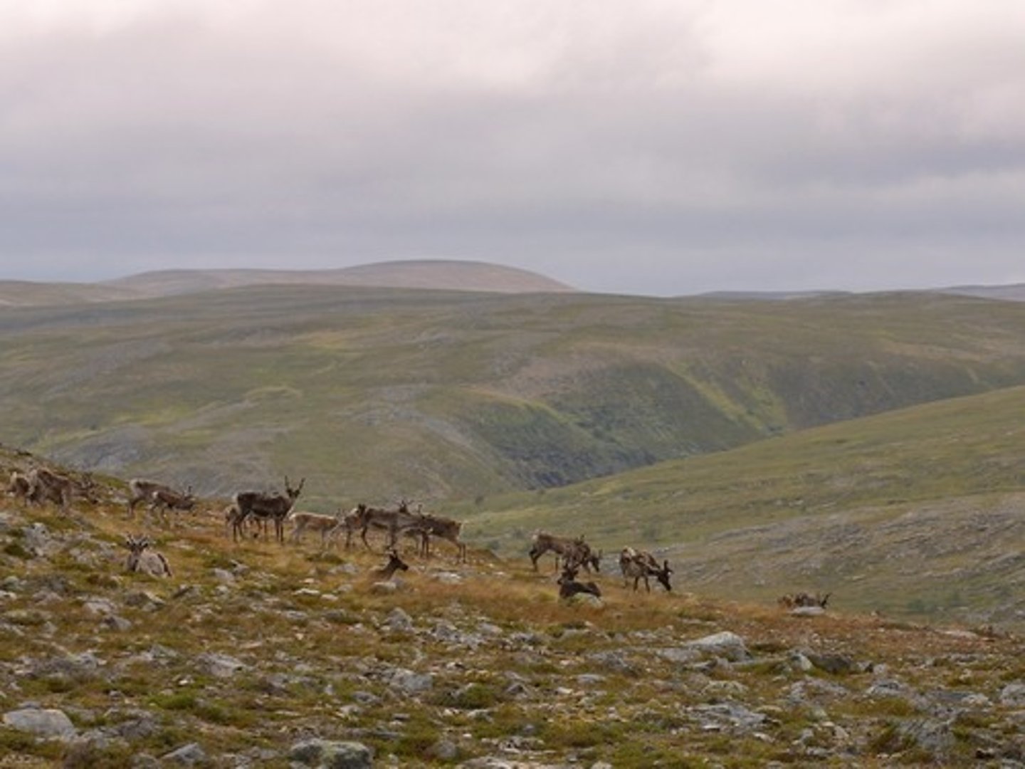 <p>tundra</p>