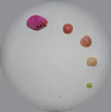 <p>Size: 1–3 mm. Encased in pearl-like shells; kill warm-season turf</p>