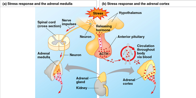 <p>glands adopt the kidneys involved in stress-response</p><ul><li><p>adrenal medulla (inner portion) - secretes epinephrine and norepinephrine</p></li><li><p>adrenal cortex (outer portion) - secretes corticosteroids in response to hormonal signals related to stressful conditions (ex: low blood sugar, decreased blood volume and pressure, and shock)</p></li></ul><p></p>