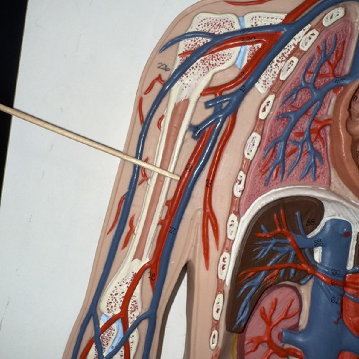 <p>Identify the structure.</p>