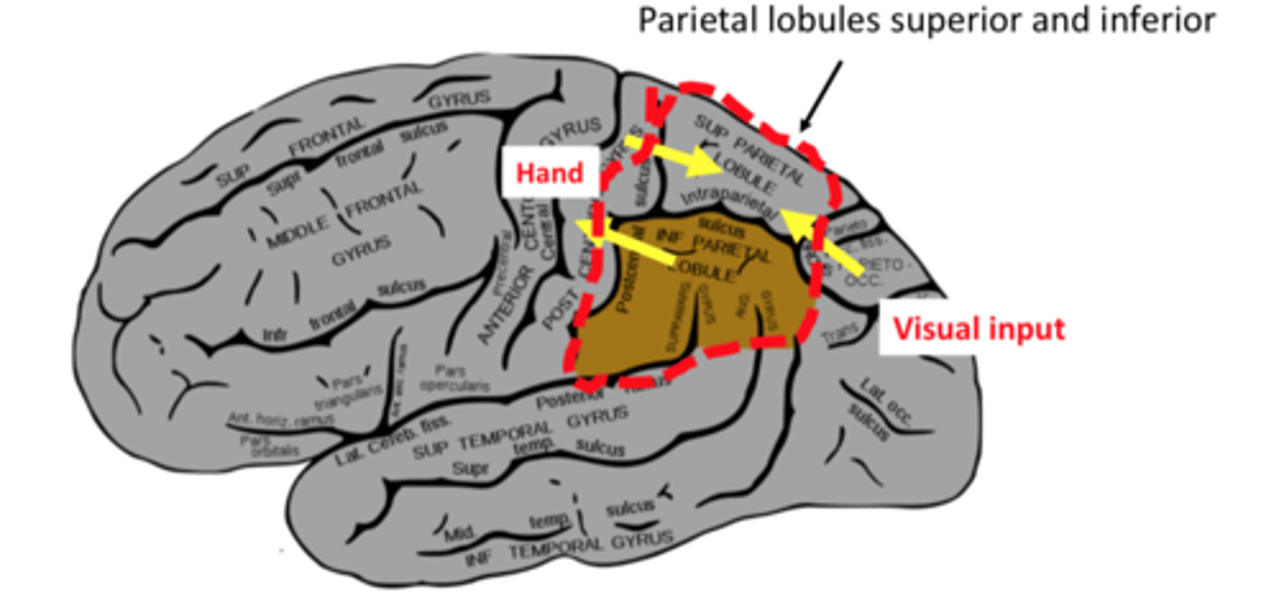 <p>Awareness/perception in space (orientation), rearrangement of memories, organising grasping reaching movement, number processing, mirror neurons here!</p>