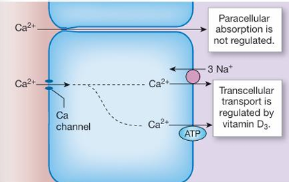<ul><li><p>passive, unregulated movement through paracellular pathways</p></li><li><p>hromonally regulated transepithelial Ca2+ transport takes place in the duodenum.</p><ol><li><p>Ca2+ enters the enterocyte through apical Ca2+ channels</p></li><li><p>then is actively transported across the basolateral membrane by either Ca2+-ATPase or Na+-Ca2+ antoporter</p></li></ol></li></ul><p>Ca2+ absorption is regulated by vitamin D3</p>
