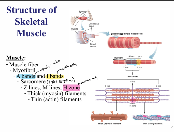 <ul><li><p>striated, voluntary, multi-nucleated </p></li><li><p>has many mitochondria </p></li><li><p>terms:</p><ul><li><p>sarcolemma= plasma membrane </p></li><li><p>sarcoplasm=cytoplasm </p></li><li><p>sarcoplasmic reticulum=smooth ER </p></li></ul></li></ul><p></p>