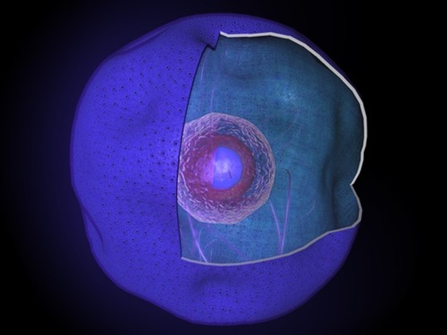 <p>Brain of the cell, contains all the cell's DNA with coded instructions for making proteins and other molecules</p>