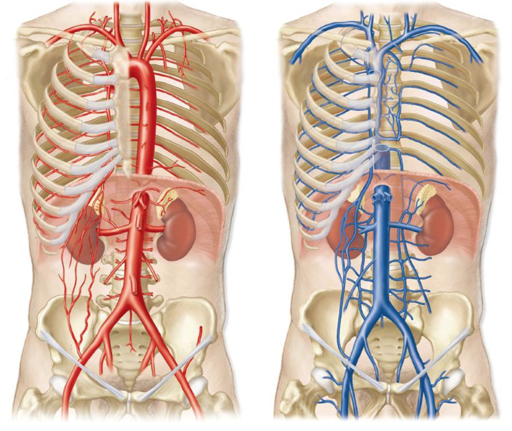 <p>inferior vena cava, thoracic aorta, abdominal aorta (Celiac trunk, superior mesenteric artery, inferior mesenteric artery), hepatic artery and vein, left gastric artery, splenic artery, renal artery and vein</p>
