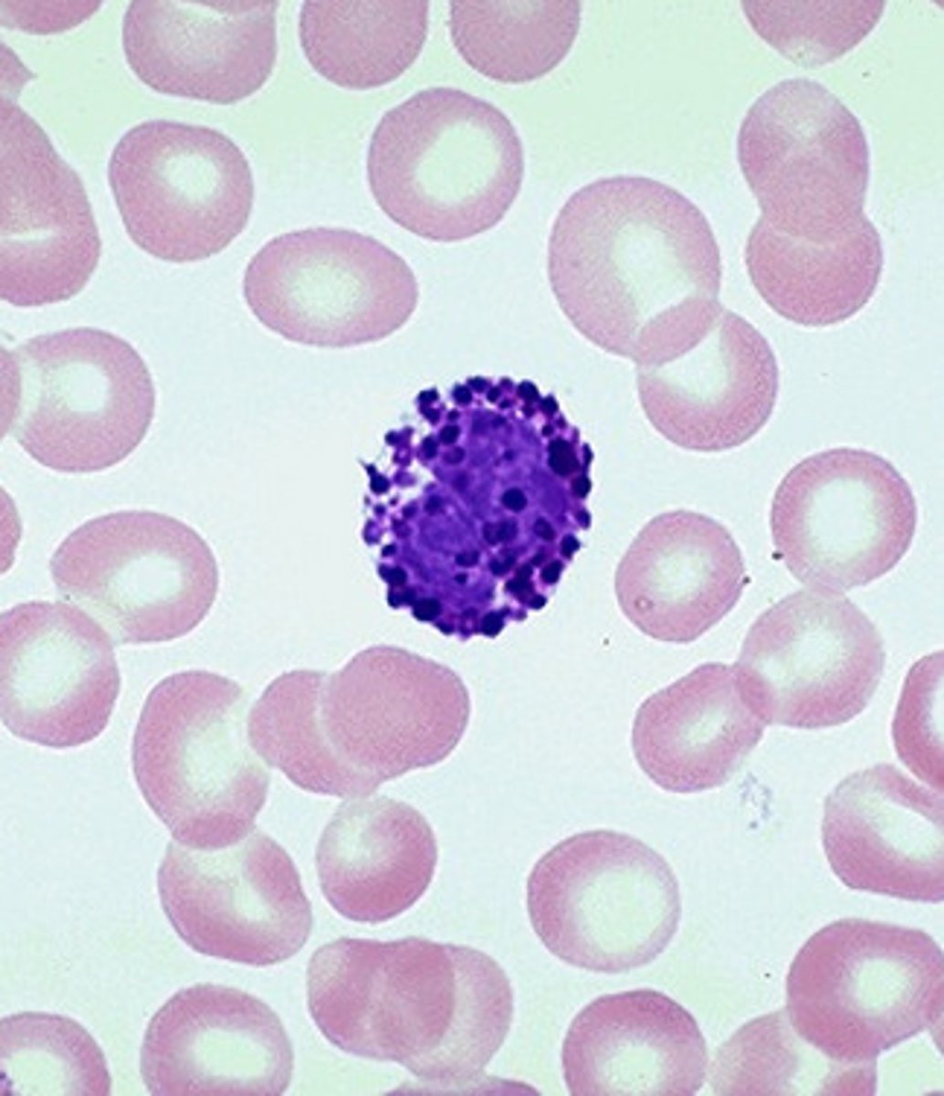 <p>type of leukocyte containing dark blue to purple staining granules with a large nucleus; general function: immune protection</p>