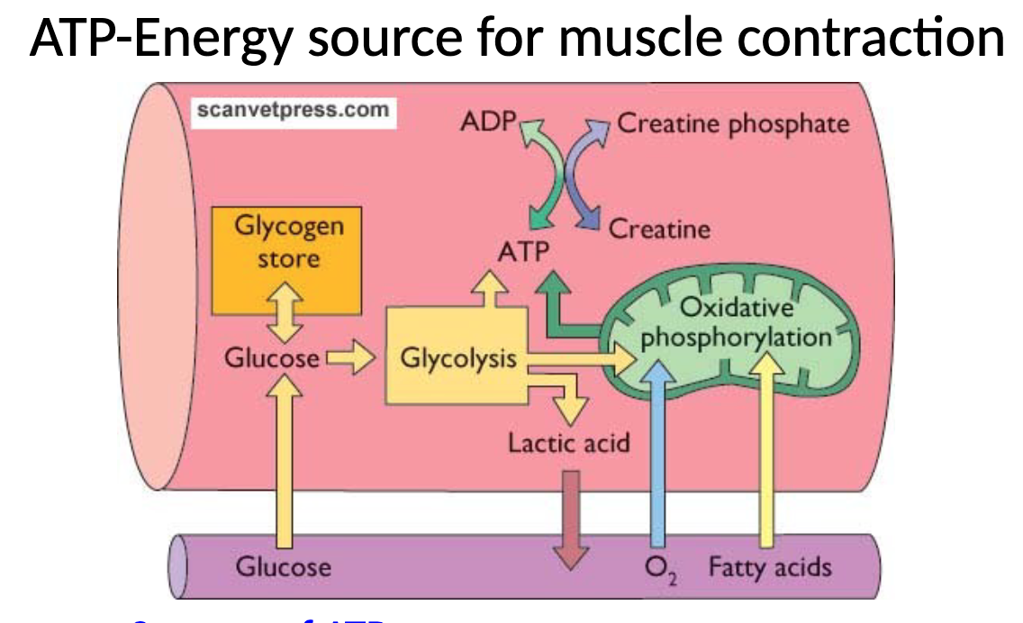 <p>oxidative phosphorylation, glycolysis, and creatine phosphate</p>