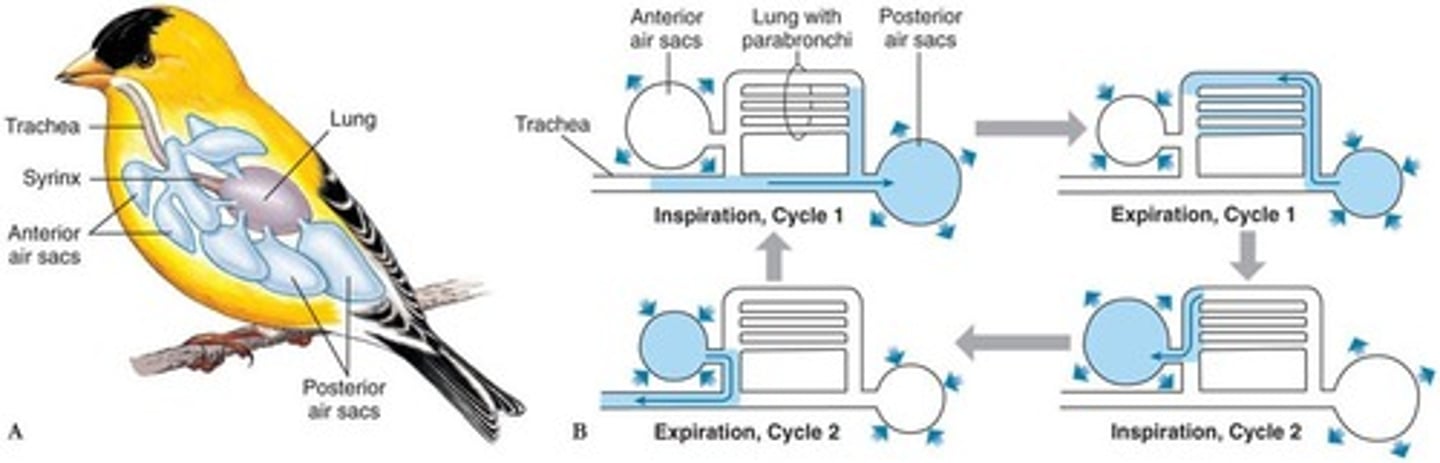 <p>A site of gas exchange in bird lungs. this allows air to flow past the respiratory surface in just one direction.</p>