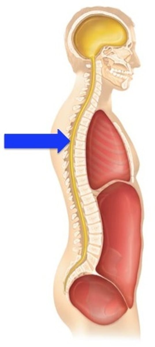 <p>Label the cavity in which the arrow is pointing.</p>