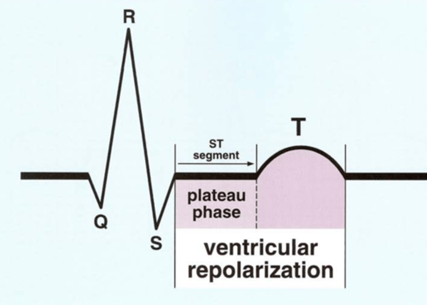<p>Represents the 'plateau' or initial phase of ventricular repolarization.</p><p>Horizontal baseline that follows the QRS​.</p><p>Normally level with other areas of baseline​.</p>