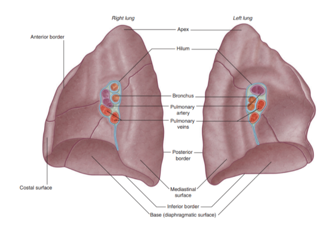 <ul><li><p>Lie on either side of the mediastinum and surrounded by the pleural cavities</p></li><li><p>Air enters them via the main bronchi</p></li><li><p>Pulmonary arteries deliver deoxygenated blood to the lungs from the right ventricle, while oxygenated blood returns to the left atrium via the pulmonary veins </p><ul><li><p>(contrary to “normal” functioning of veins &amp; arteries). </p></li></ul></li></ul>