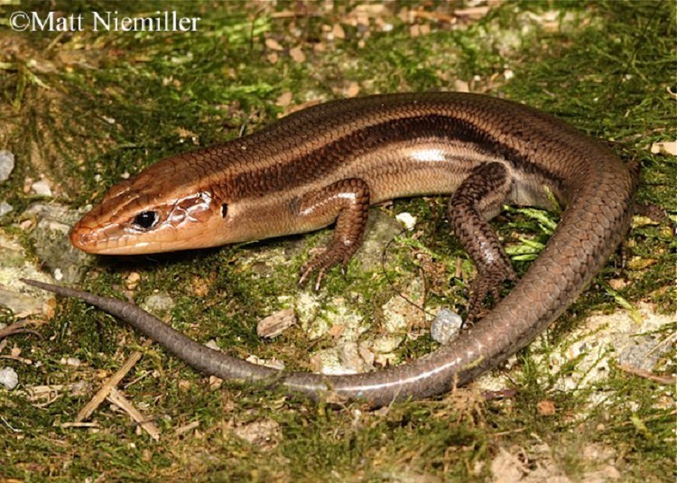 <p>A moderately large, shiny lizard (5.0 to 8.5 inches in length) with highly variable color pattern.  Generally the body is brown or black with 5 white or yellowish stripes extending onto the tail.   Adult males are uniformly brown or olive with faint stripes; and reddish or orange coloration on the head during the breeding season.   Adult females are typically brown with faded stripes and gray or blue-gray tail.   Juveniles have a bright blue tail and distinct stripes.</p>