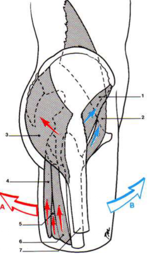 <p>Enumérez les muscles ? </p>