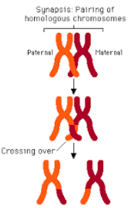 <ul><li><p>during synapsis - the pairing of homologus chromosomes </p></li><li><p>tetrads/bivalents are created when spindle fibres pull homologus chromosomes together</p></li><li><p>this = crossing over = of genetic material between sister chromatids</p></li></ul>