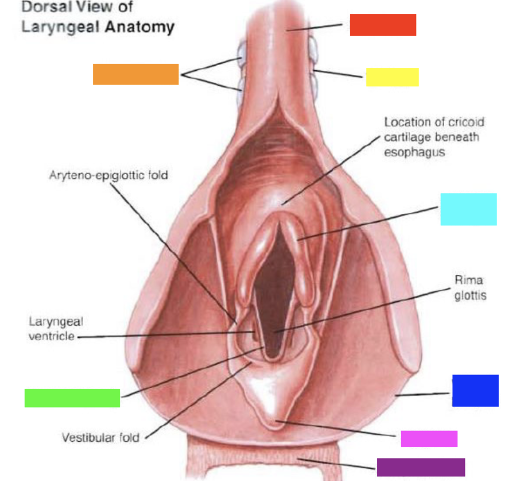 Which color is pointing to the **arytenoid cartilage**?