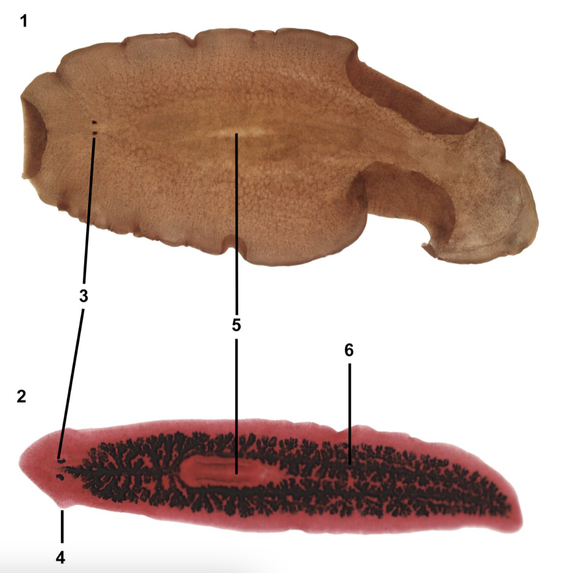 <p>Identify all of the labeled parts of these platyhelminthes worms</p>